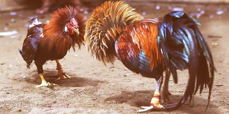 da-ga-c1-c2-c3-la-gi