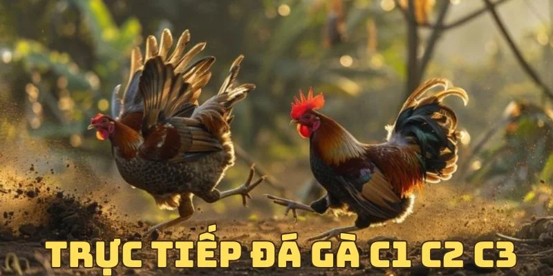 truc-tiep-da-ga-c1-c2-c3